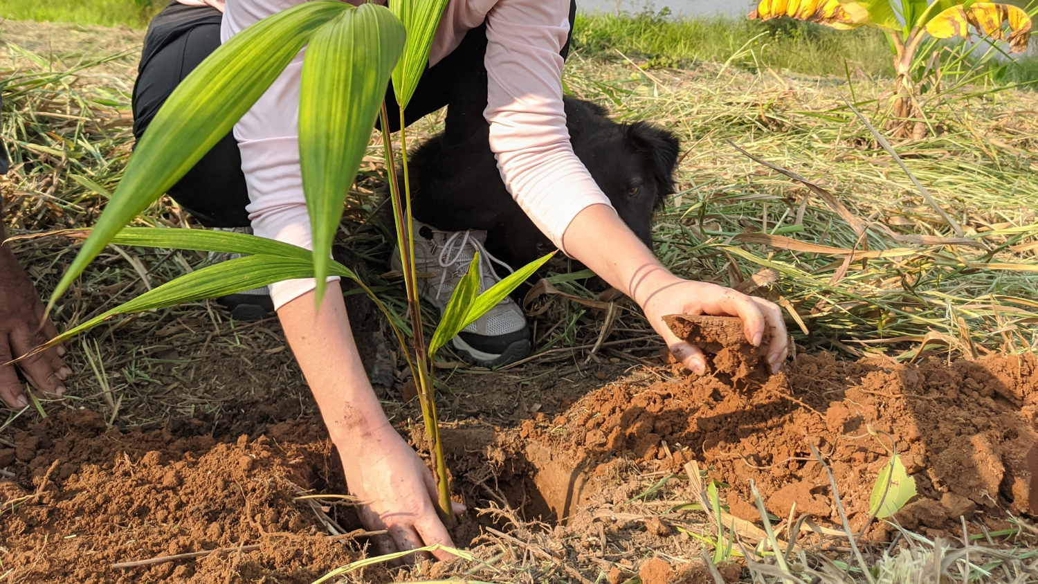 Image of a woman planting a tree in the Amazon Rainforest